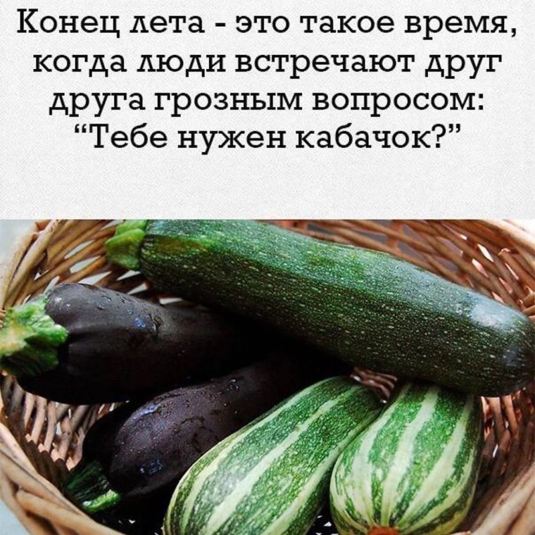 Приколы про кабачки