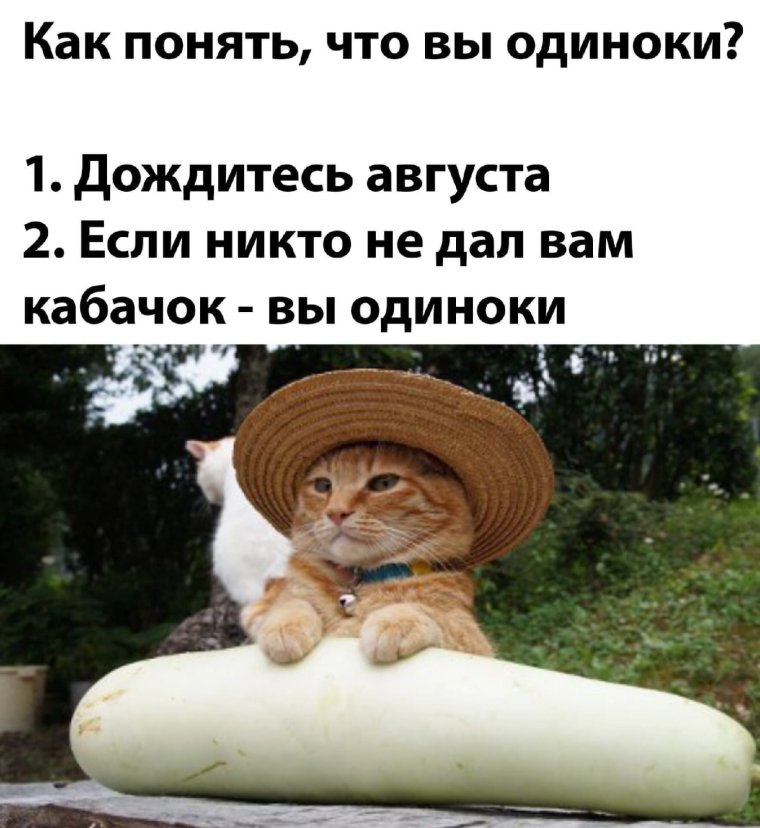 Приколы про кабачки