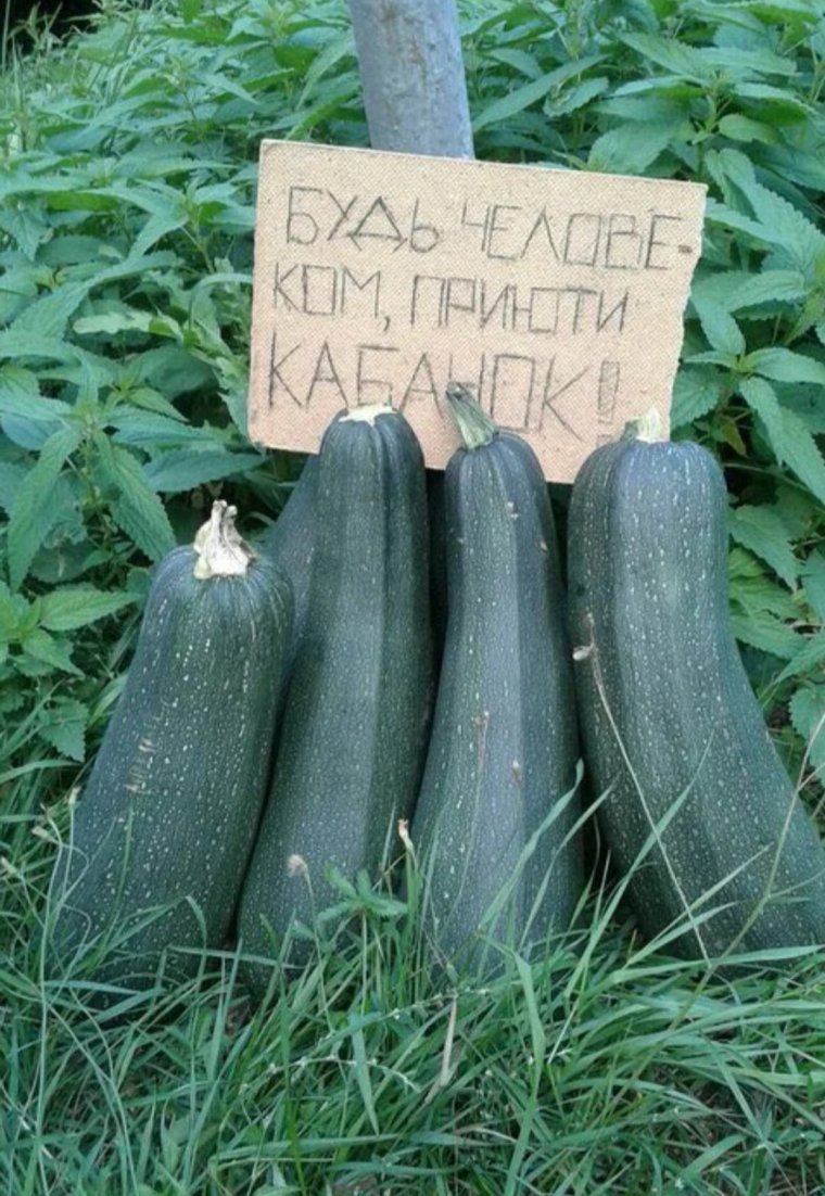 Мемы про кабачок нужен