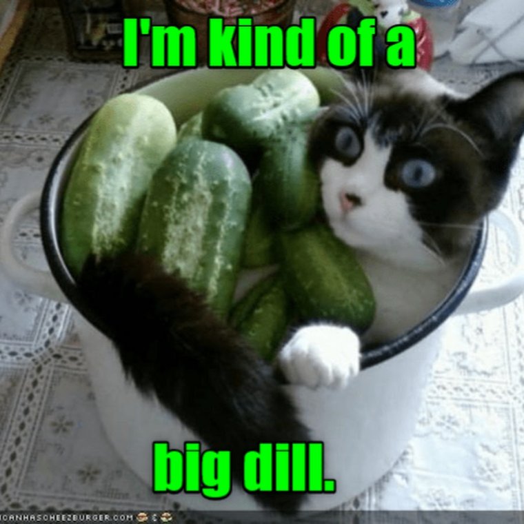 Кот огурчик