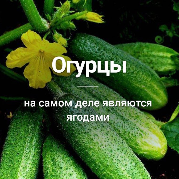 Саид огурец