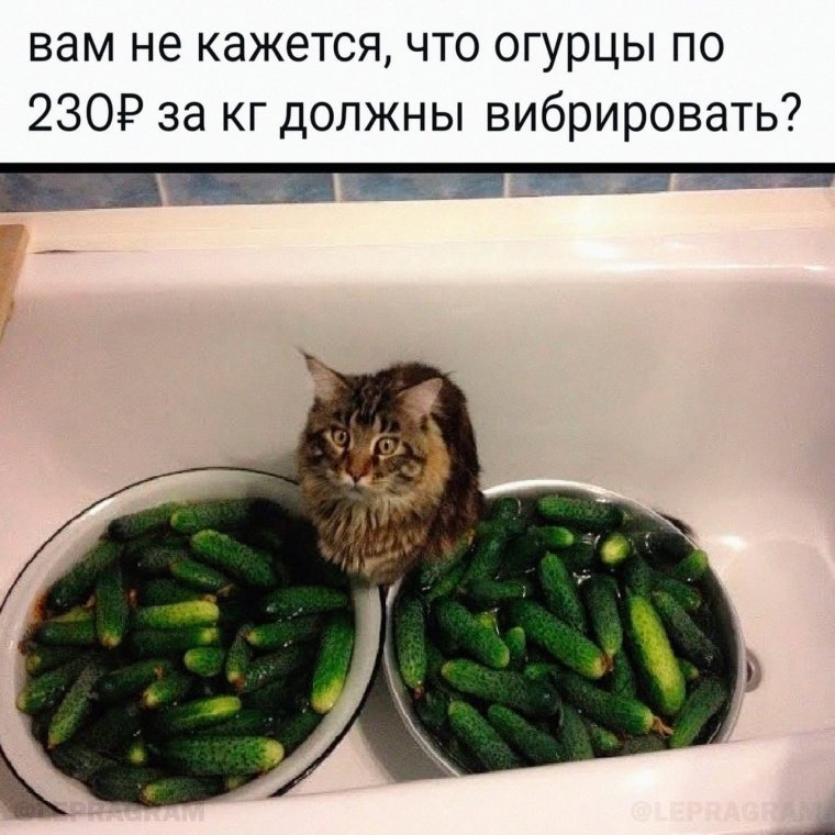 Смешные коты с огурцами
