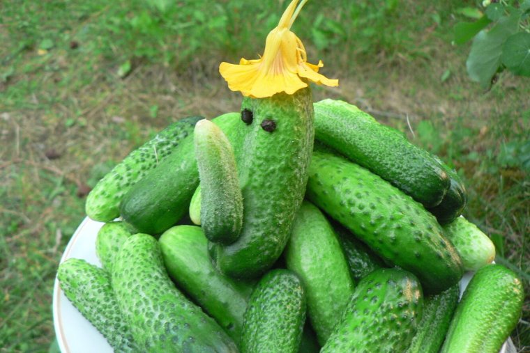 Здоровый огурец