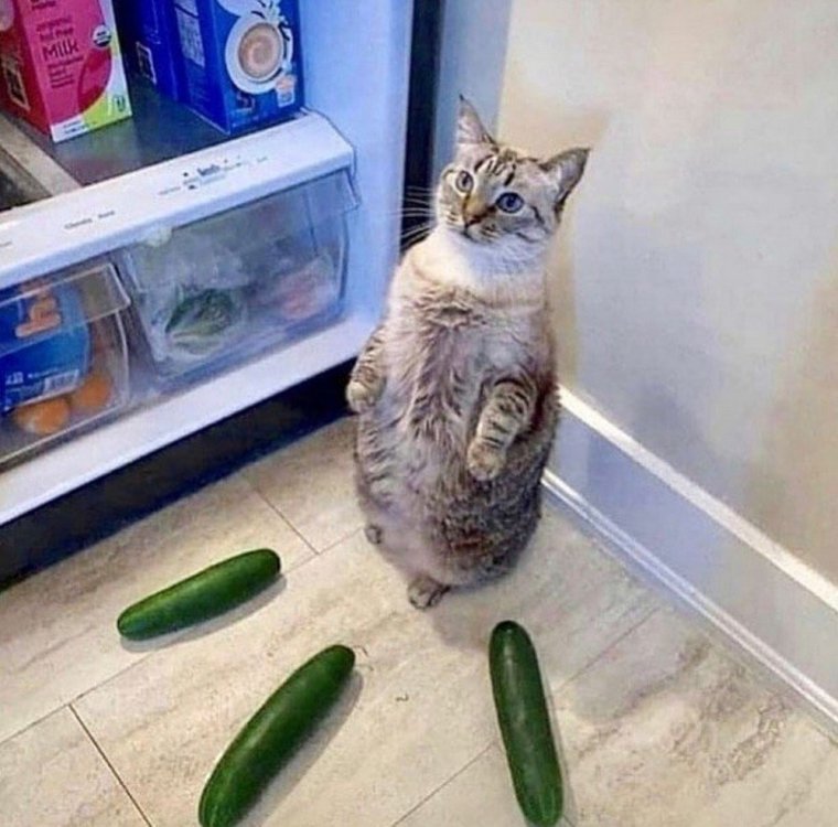 Смешные коты с огурцами