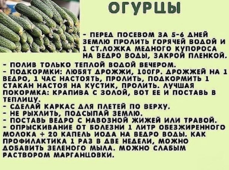 Сад огород полезные советы огурцы