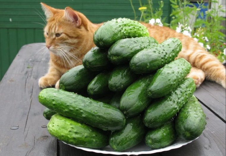 Тигровые огурцы