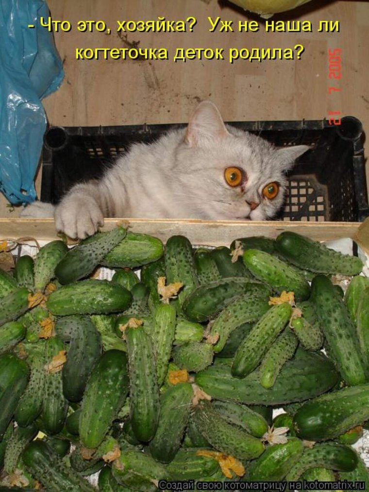 Pickle Rick обои