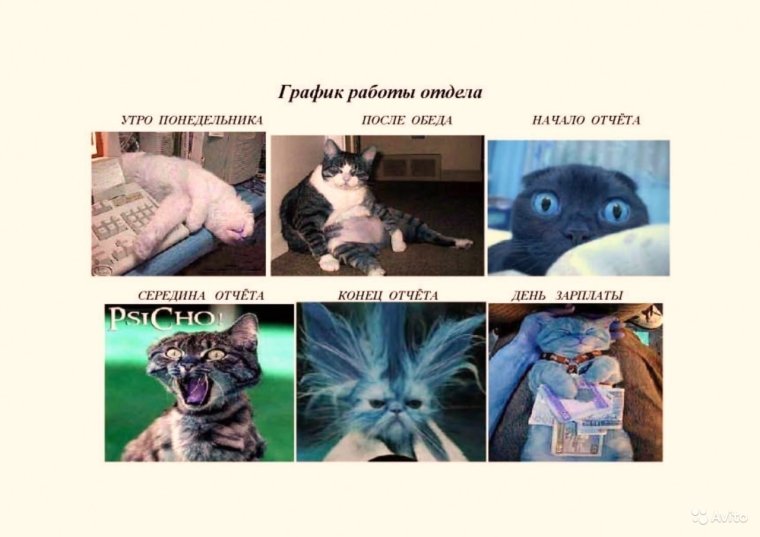 Бухгалтерия кошки