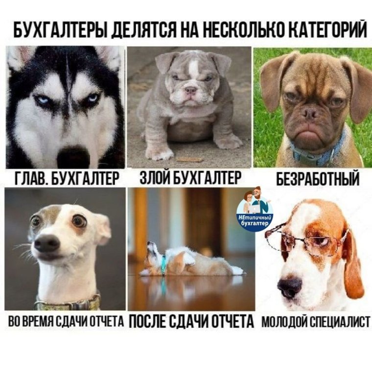 Смешной бухгалтер