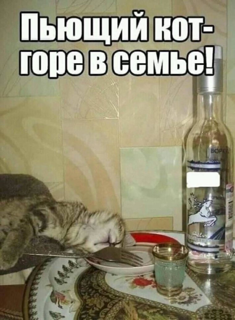 Кот с водкой