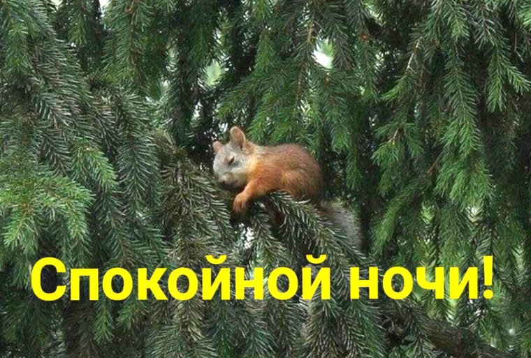 Спокойной ночи прикольные