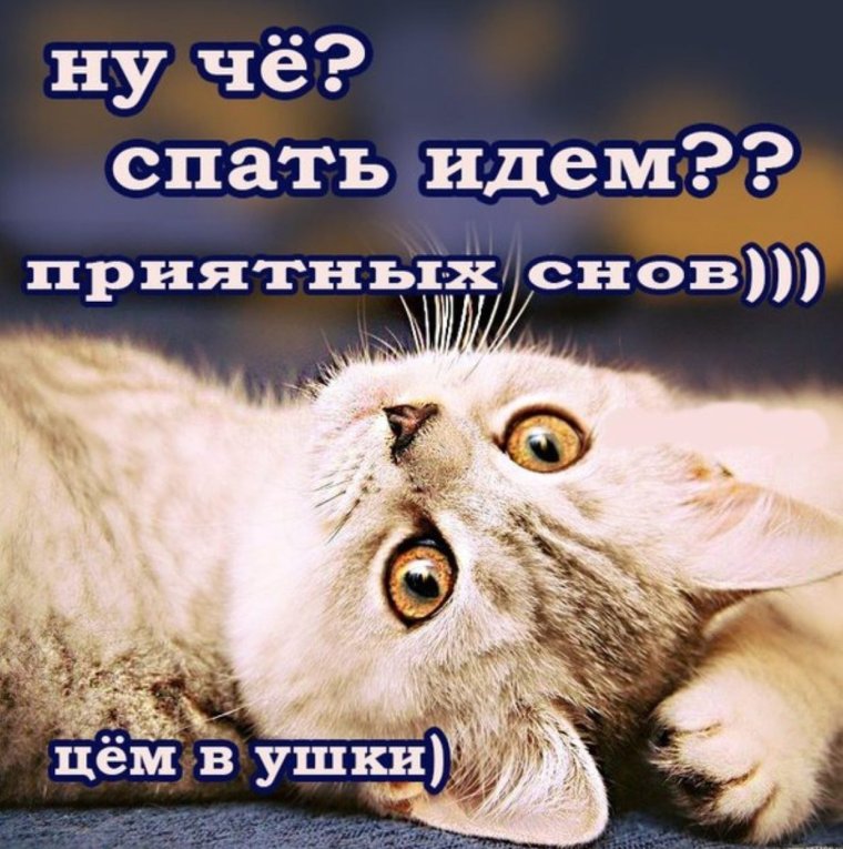 Спокойной ночи прикольные