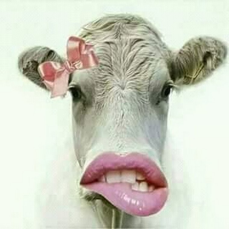 Прикольные суратлар