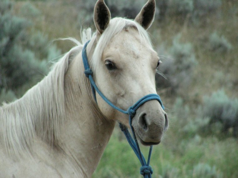Лошадиная морда у человека