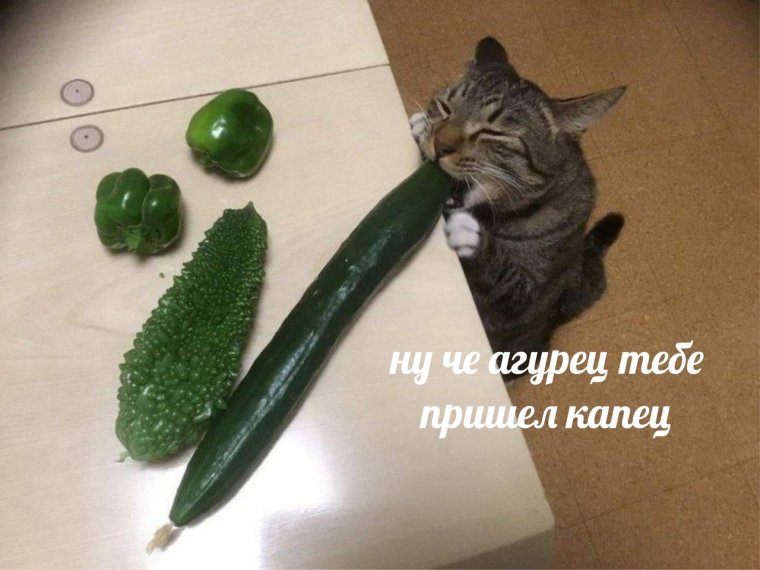Огромный огурец