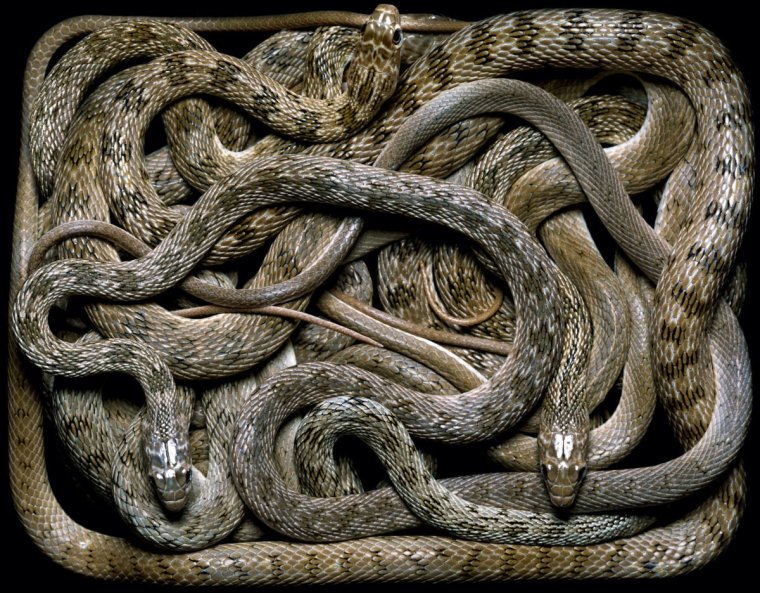 Змеиное кубло