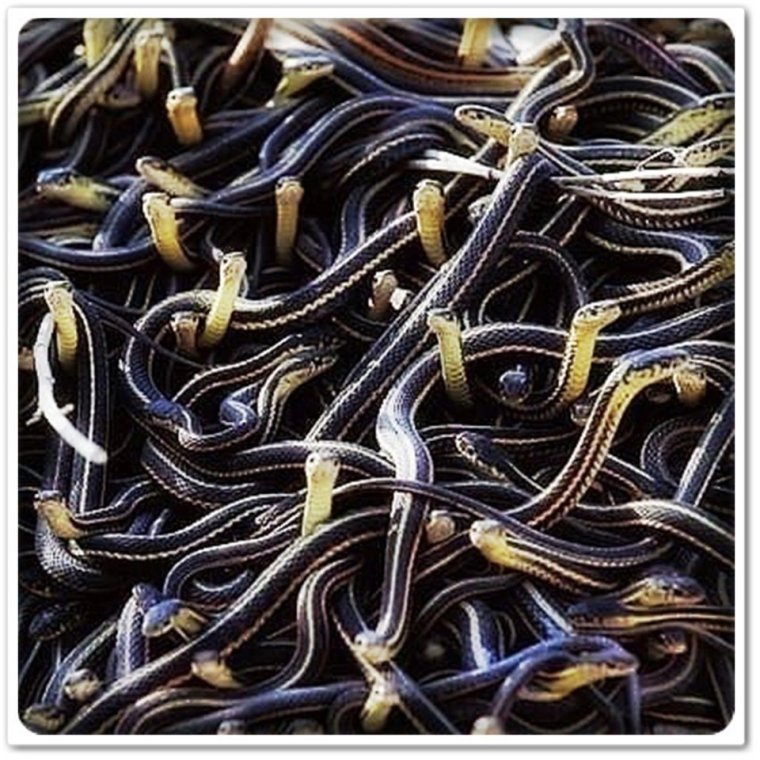 Клубок змей дружный женский коллектив