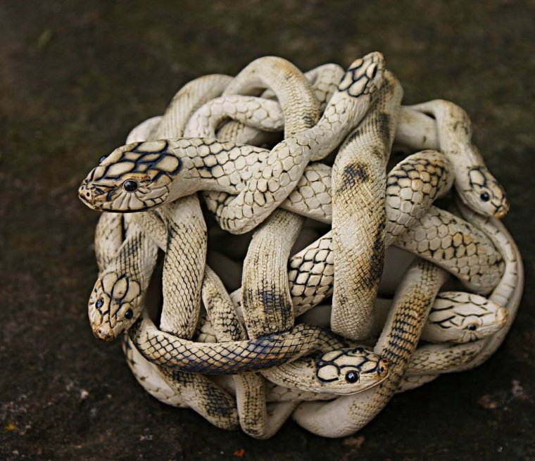 Сдвижение клубок змей