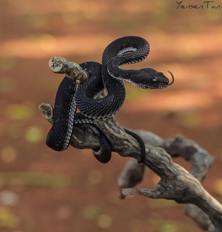 Клубок змей