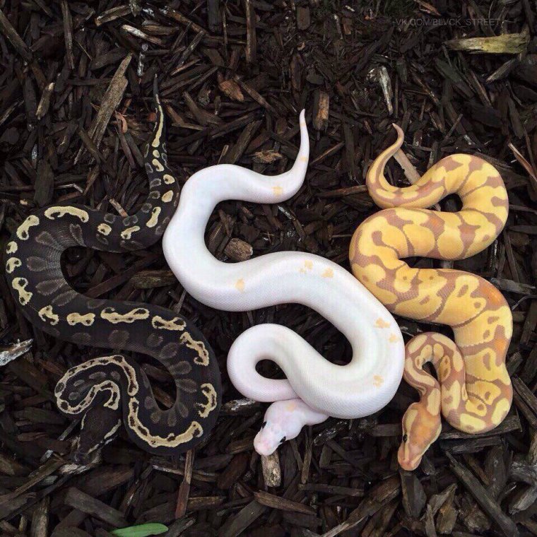 Эстетика королевских змей