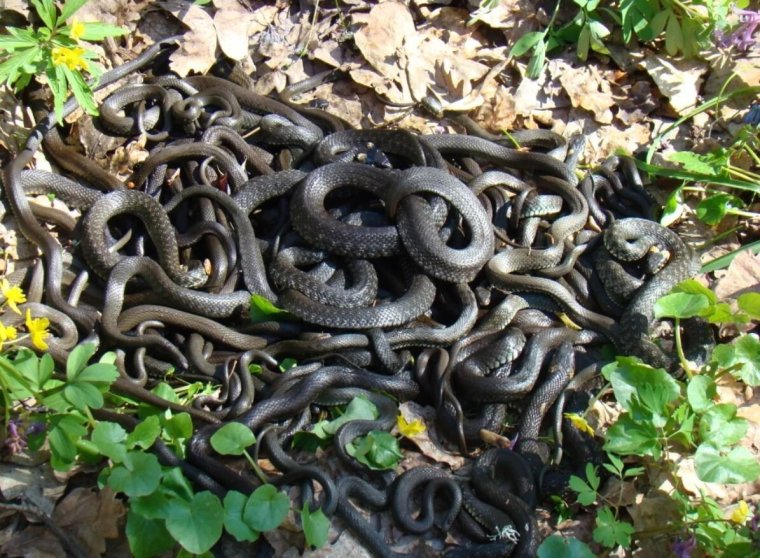 Артамон змеевик 25 сентября