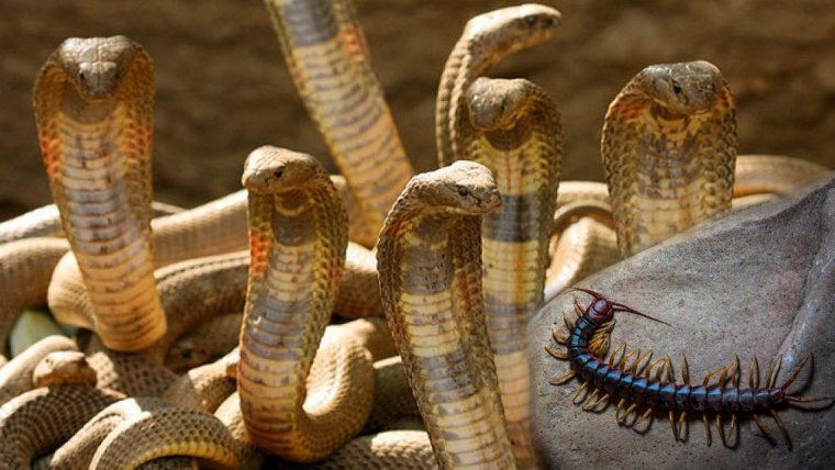 Змея Семибратка