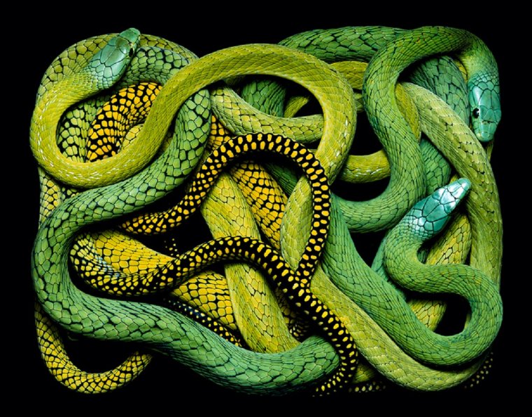 Змеи Гвидо Мокафико