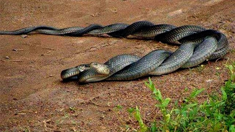 Королевская Кобра спаривание