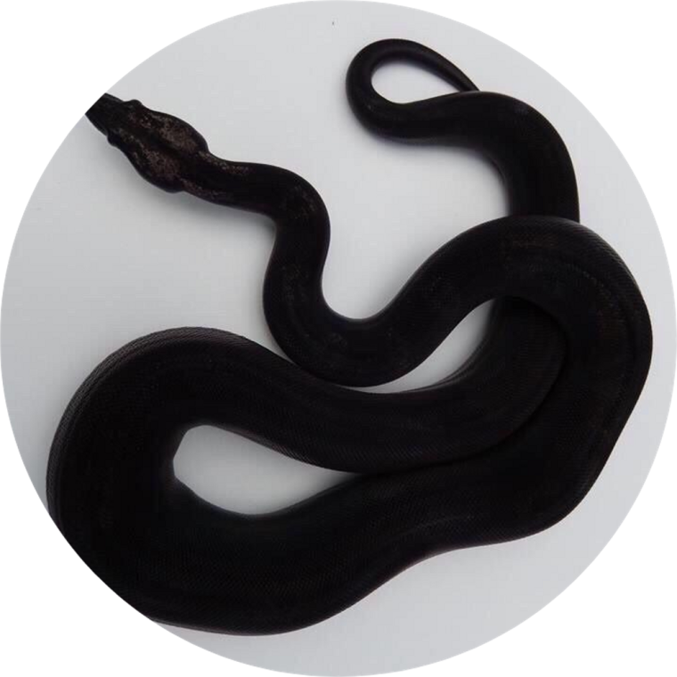 Блейк Снейк чёрная змея