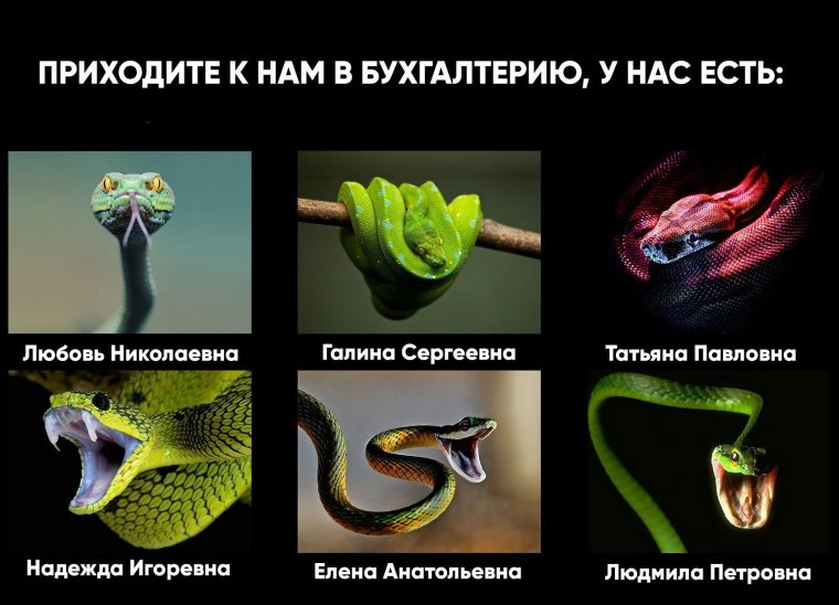 Серпентарий женский коллектив