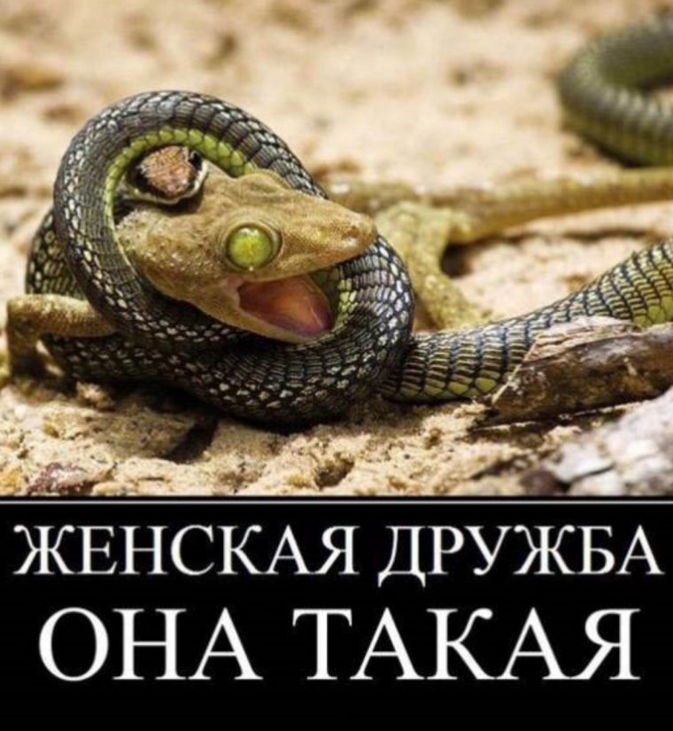 Подруги змеи