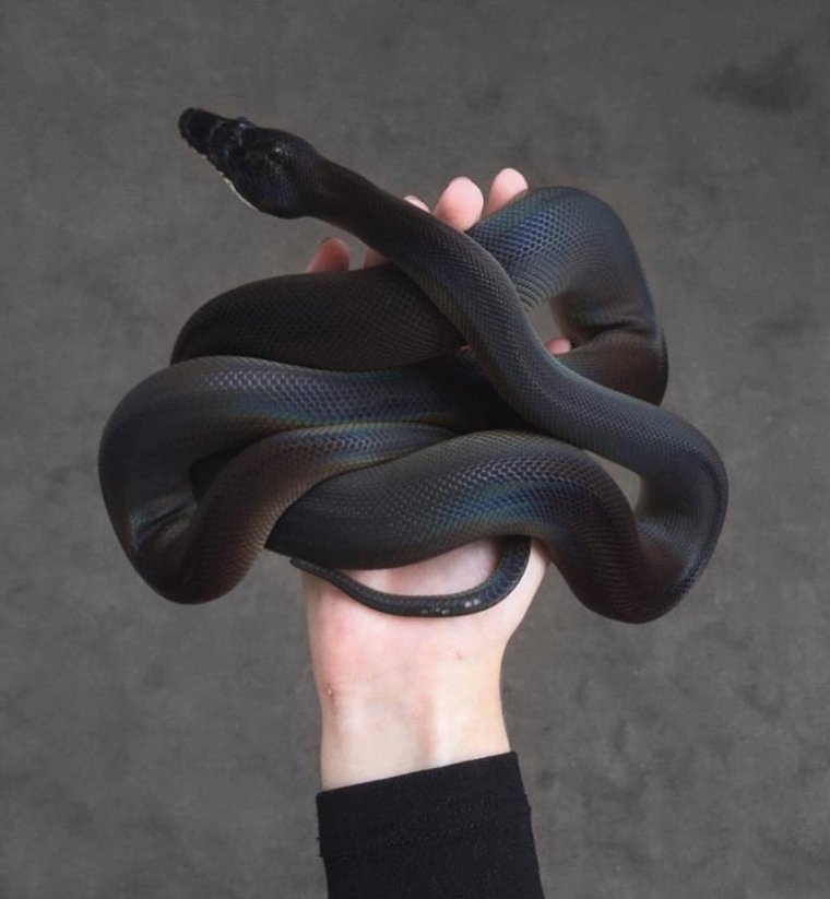 Аспид змея Эстетика