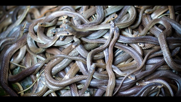 Черные змеи Эстетика