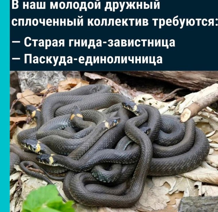 Змеиное гнездо гадюки