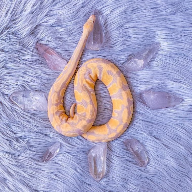 Змеиный орнамент