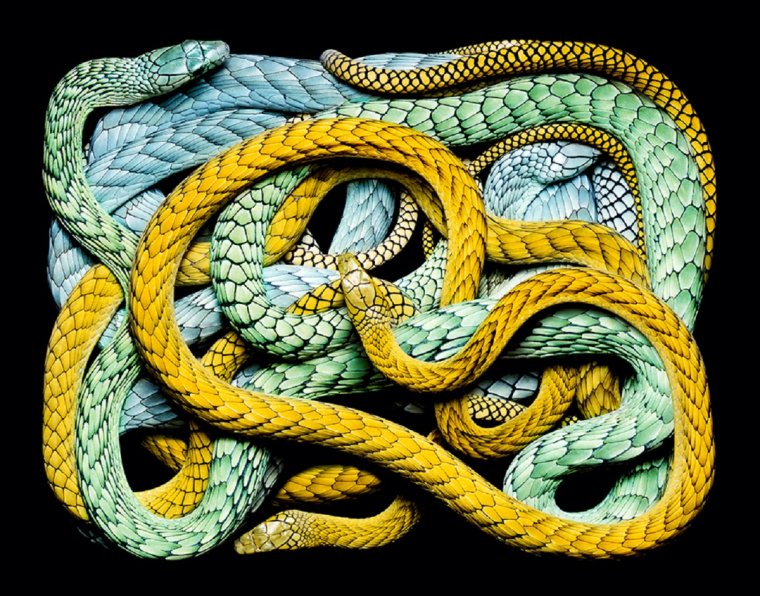 Змеи Гвидо Мокафико