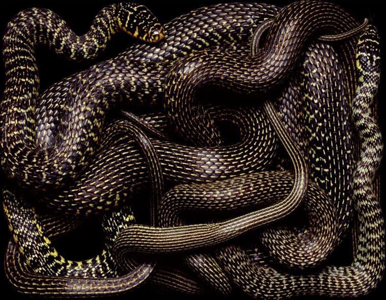 Змеи Guido Mocafico