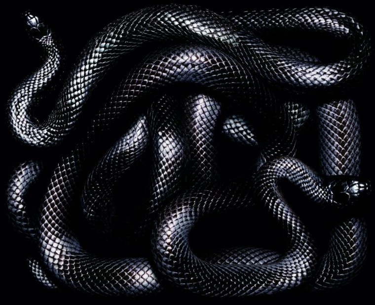 Змея ползет вид сверху