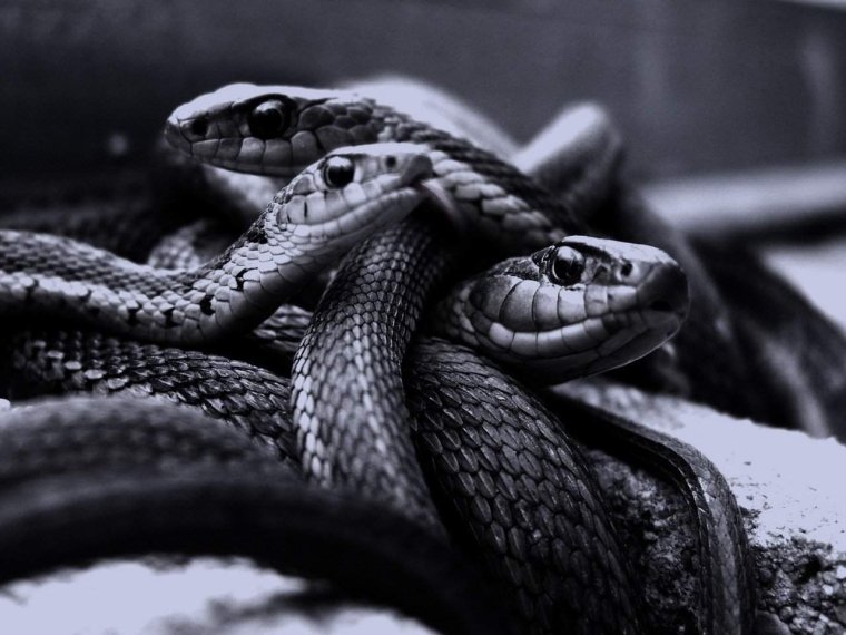 Серпентарий гадюка обыкновенная