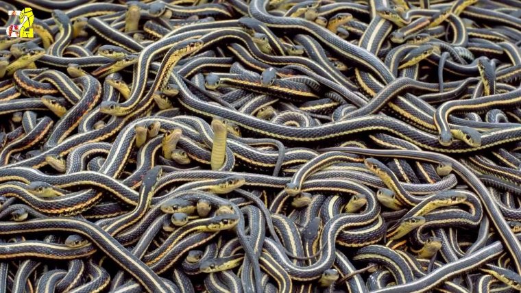 Великий змей Уроборос