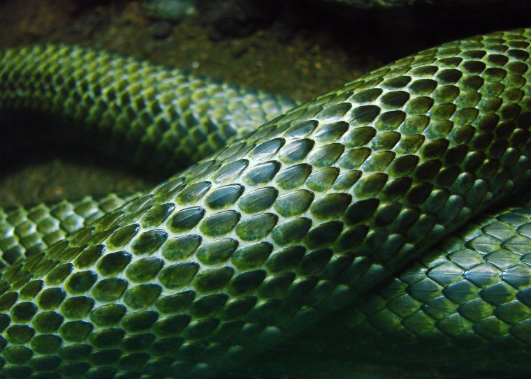 Розовые змеи