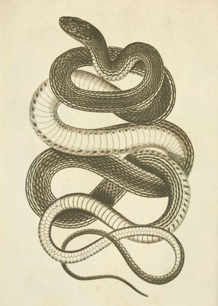 Змеи арт