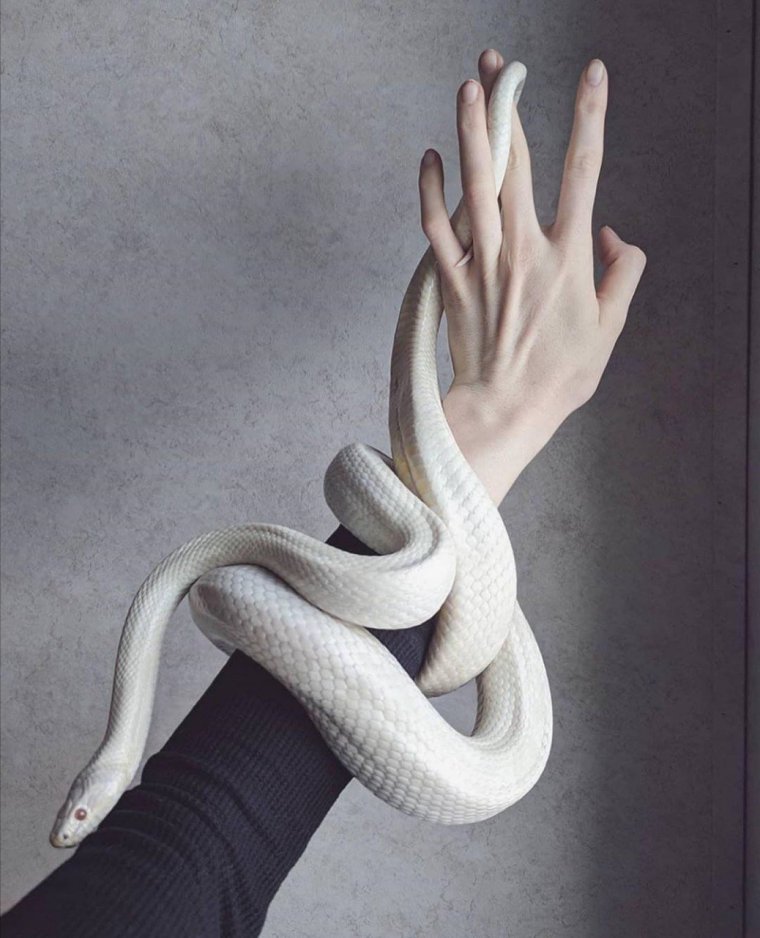 Змееподобная Ламия аниме