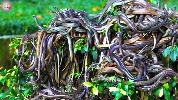 Сан Паулу остров змей