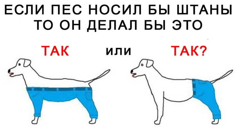 Смешные загадки в картинках