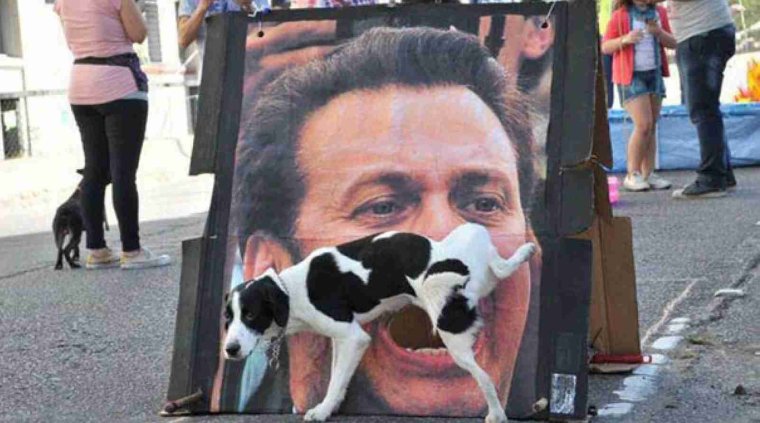 Смешные случаи с животными