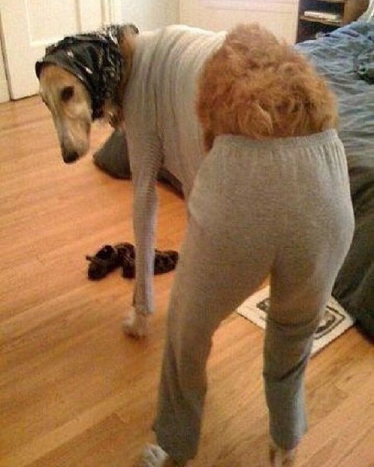 Смешные штаны рисунок