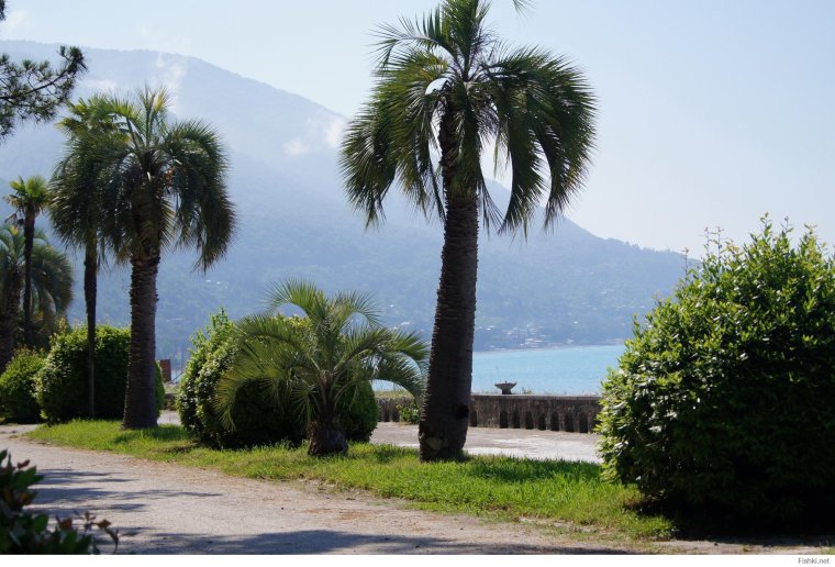 Кафе Пальма Гагра