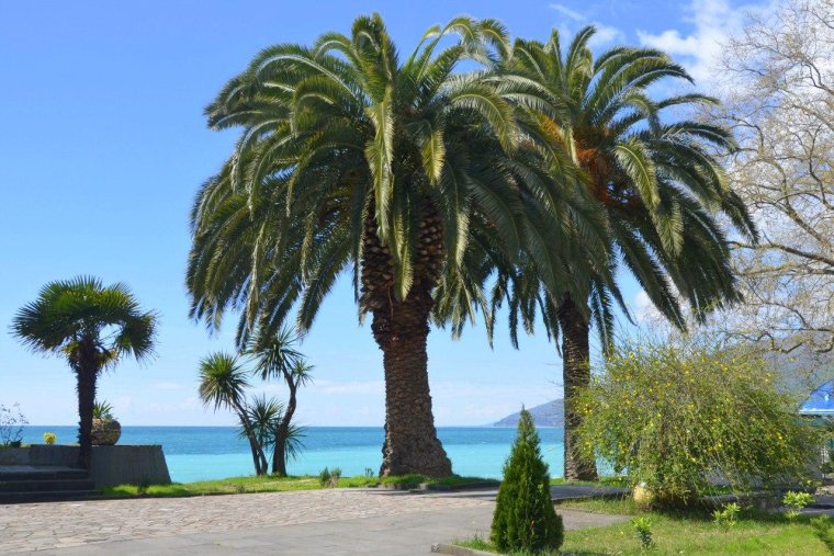 Абхазия новая Гагра пляж