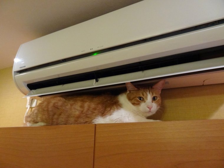 Кошка под кондиционером